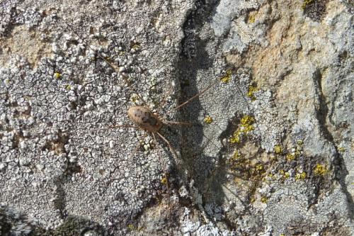 Phalangium opilio